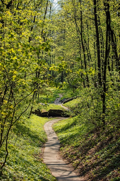 Path of concrete slabs in the forest park