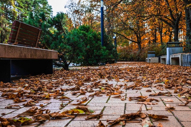 公園内の紅葉に覆われた小道。