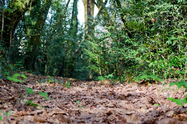 Path covered with dry leaves next to new plants