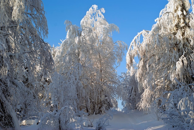 A path in deep snow through a frosty winter forest with snow-strewn trees against a clear sky