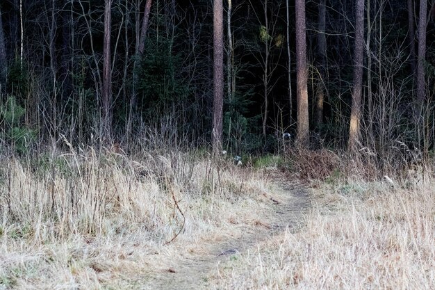 Photo path in the dense dark forest in autumn