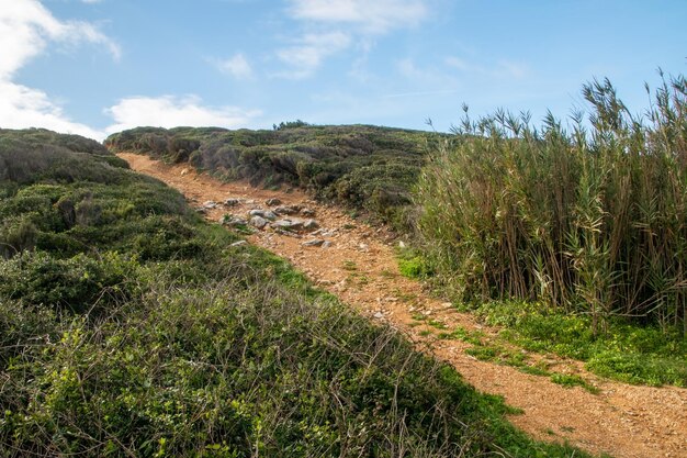 Photo path in the dunes of the island of sardinia italy