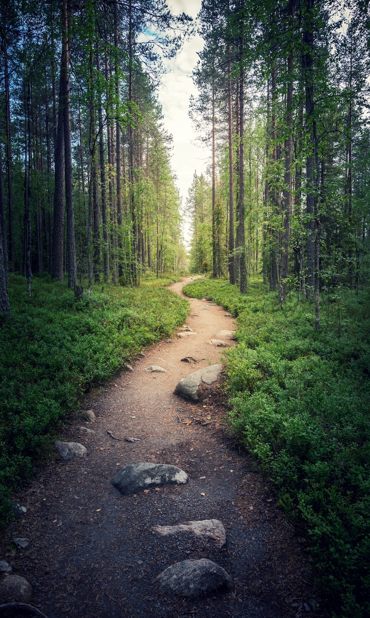 Photo a path in a fairy forest in the twilight. mystic light and haze in the distance