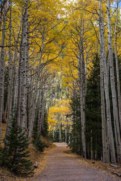 A path of fall colors in the southwest usa