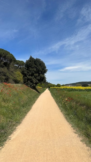 A path in a field of flowers with a blue sky in the background