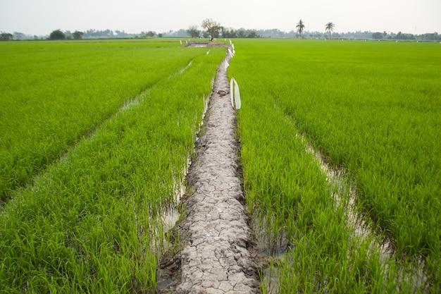 path to the field.