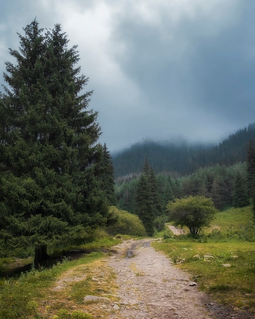 Path in the foggy mountains goes to the top of the ridge in the misty forest