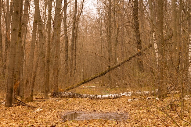 Path in the forest blocked by a fallen tree