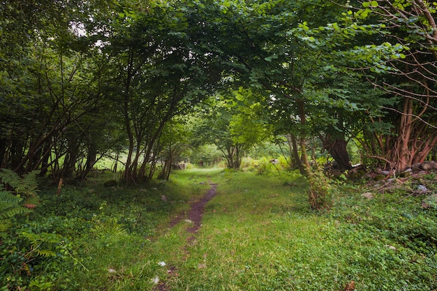 Path in the forest between light and shadow