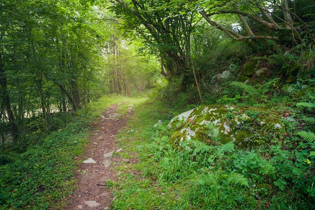 Path in the forest between light and shadow