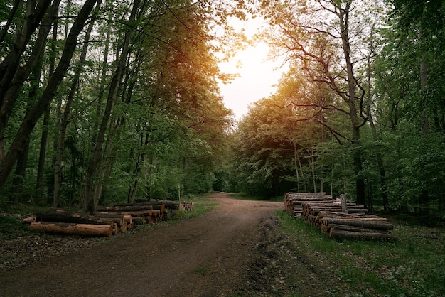 숲속의 길 숲속의 산책로를 따라 늘어선 나무줄기 시골의 봄 풍경