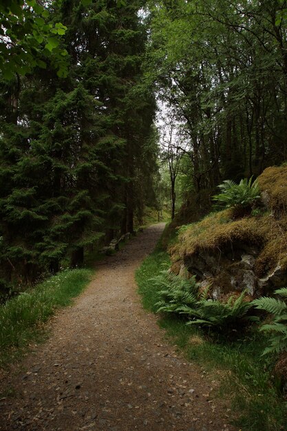 Un sentiero nella foresta con felci e spazi vuoti.