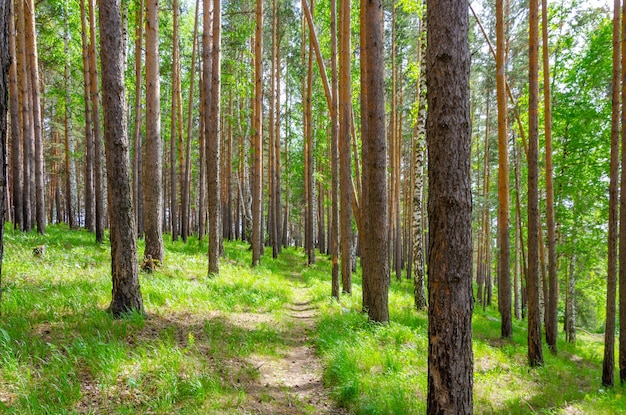 Photo a path in the forest with grass and trees