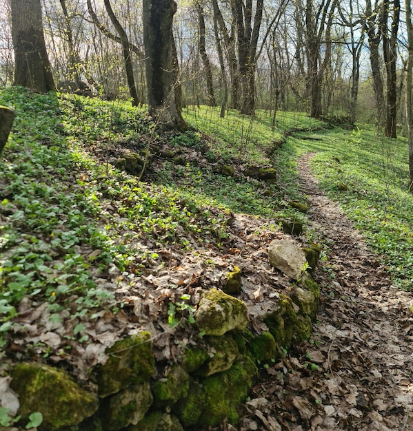 A path in a forest with small green plants and a leafy ground cover.