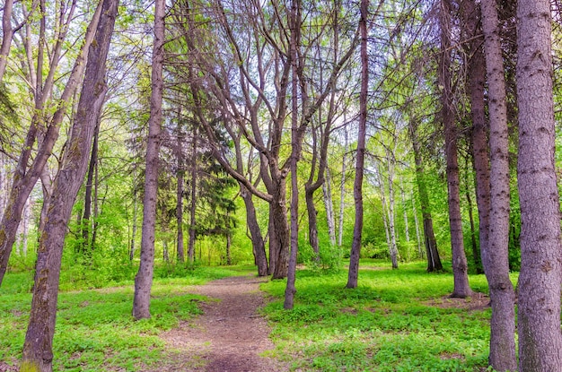 Foto un sentiero nella foresta con alberi ed erba