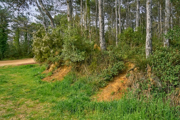 Photo a path in the forest with trees and grass