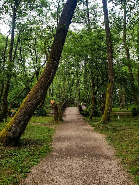 A path in a forest with trees that have the word forest on it