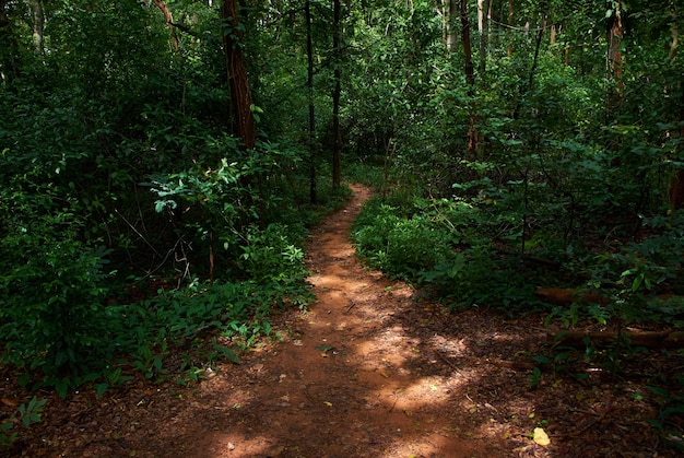 A path in the forest with the word forest on it