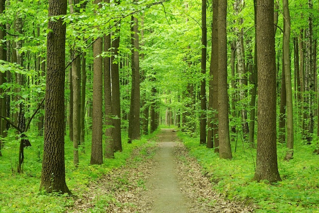 Path in forest