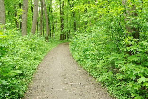 Path in forest