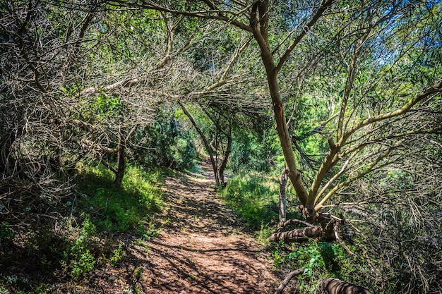 Path in the forest