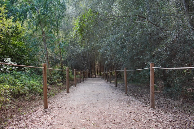 Photo path in the forest