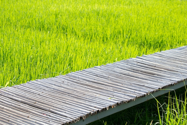 Path from bamboo over green field.