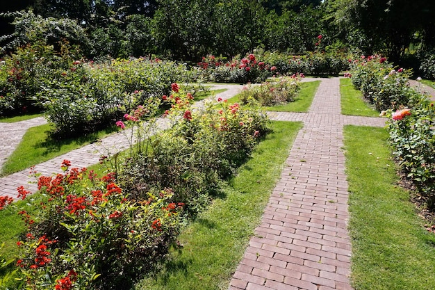 Path in garden roses flowers