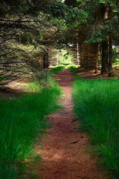 path in green coniferous forest