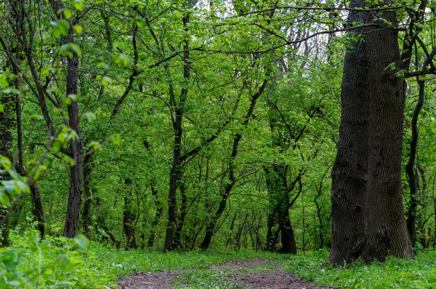 A path in a green dense forest