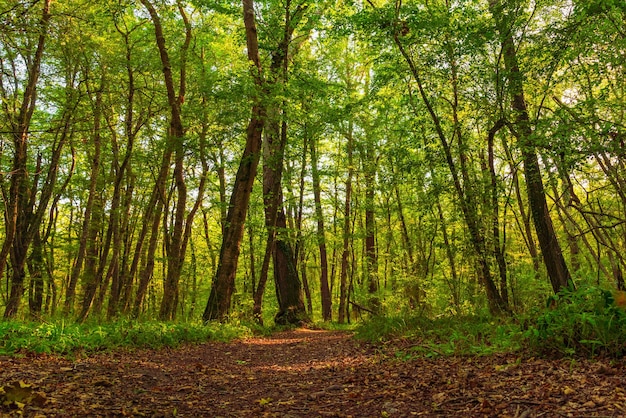 Path in the green dense summer forest