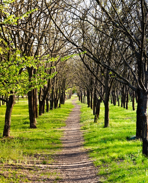 Foto percorso nella foresta verde. vicolo nel parco, parco