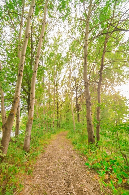 Path in the green forest