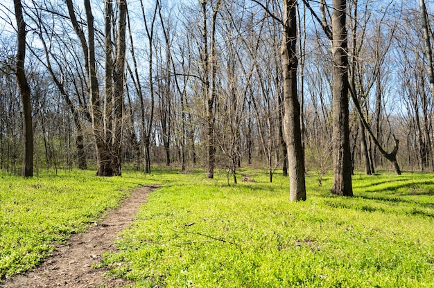 Path in the green grass that goes through the forest