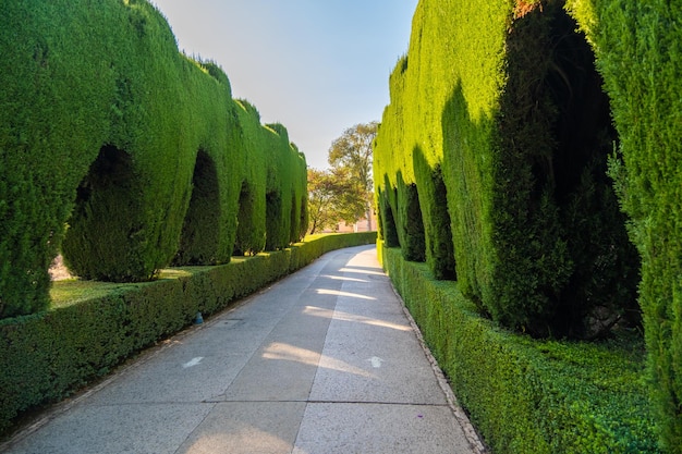 Path between green plant gardens in Alhambra