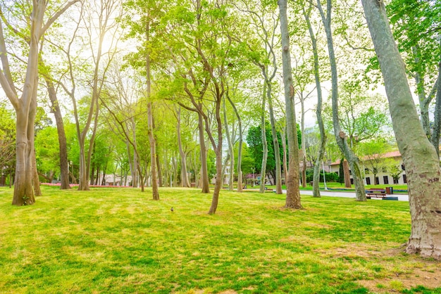 Path in green spring city park