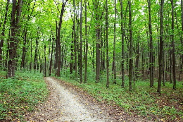 Path in green summer forest