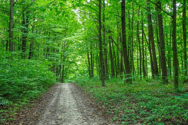 Path in green summer forest