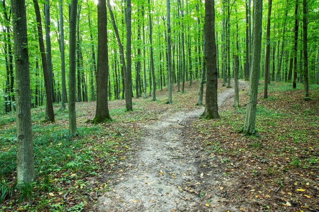 Foto cammino nella verde foresta estiva