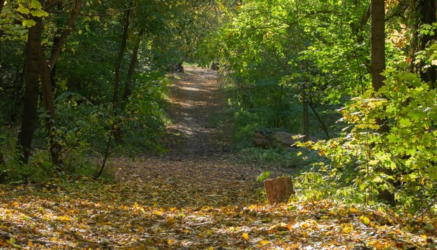 Photo path in the grove yellow leaves and trees