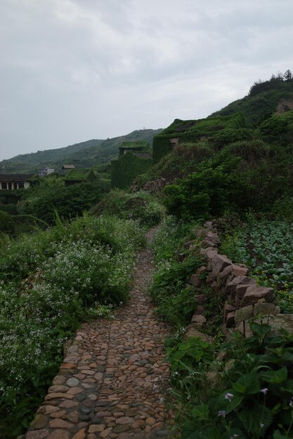 Photo a path in the hills of india