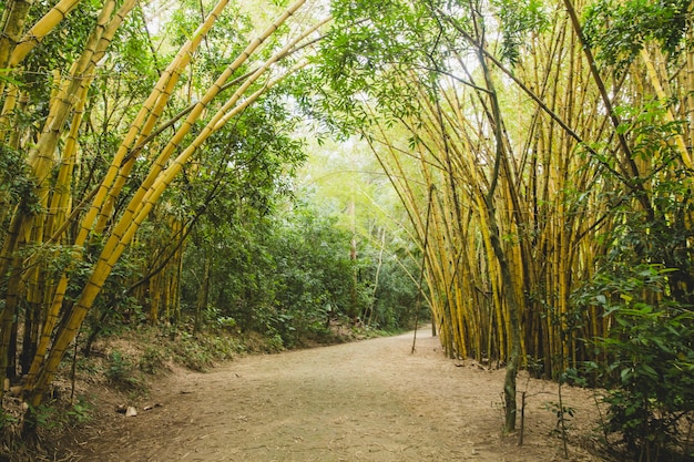 Фото Путь в бамбуковом лесу