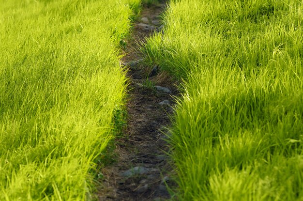 写真 草の中の道