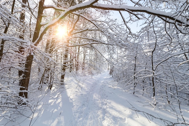 写真 朝日をバックライトで照らした冬の森の小道