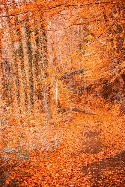 Path inside a forest in autumn