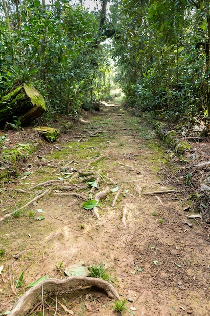 Path into the woods in southern Brazil