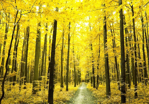 Photo a path is in the autumn forest