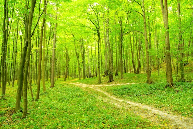 A path is in the green forest