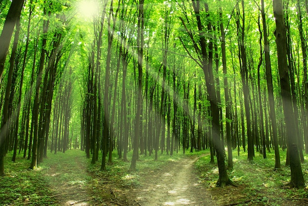 A path is in the green forest