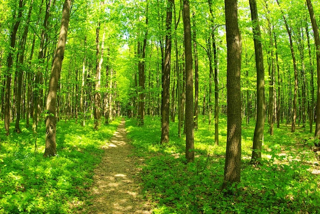 A path is in the green forest